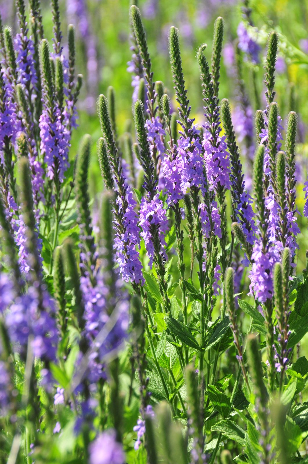 Hoary Vervain (Verbena stricta) plant