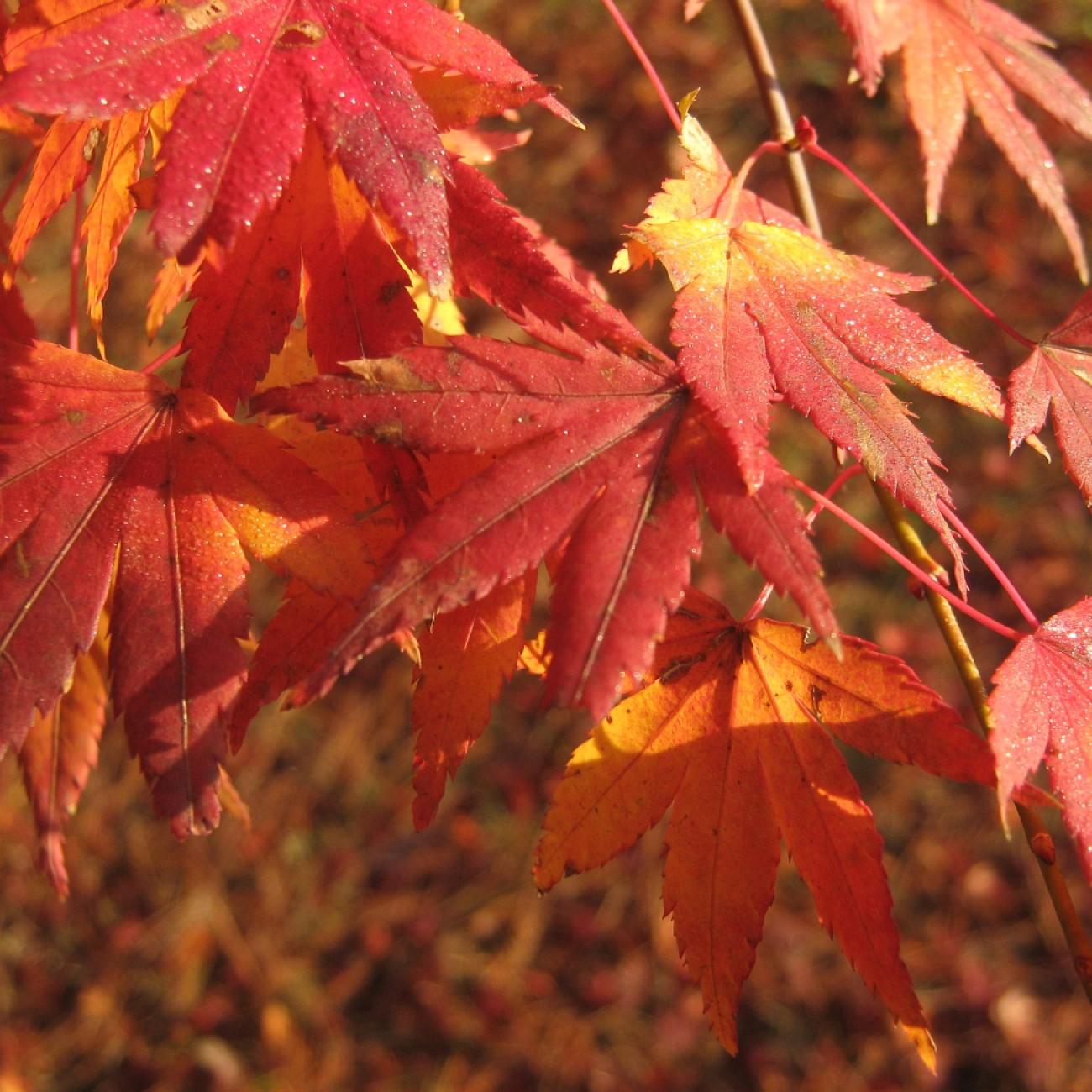 Hogyoku Japanese Maple (Acer palmatum 'Hogyoku') plant