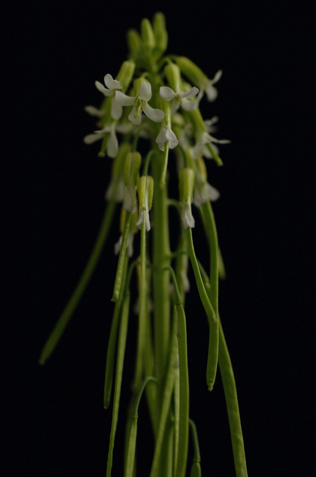 Holboell's Rockcress (Boechera holboellii) plant
