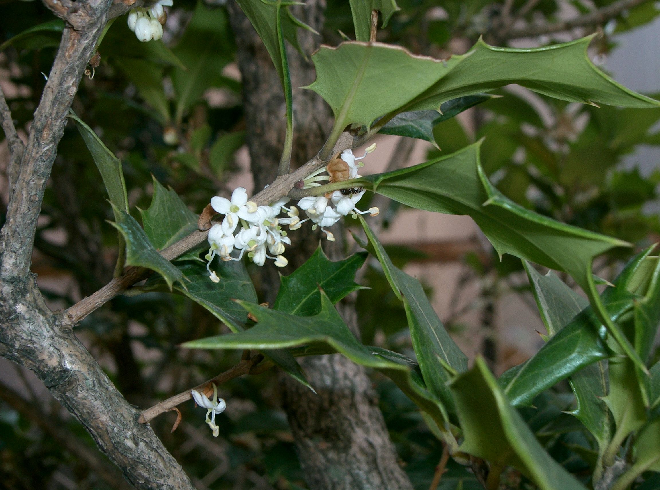 Holly Olive (Osmanthus heterophyllus) plant