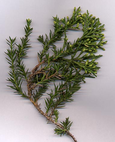 Hollywood Juniper (Juniperus chinensis 'Torulosa') plant