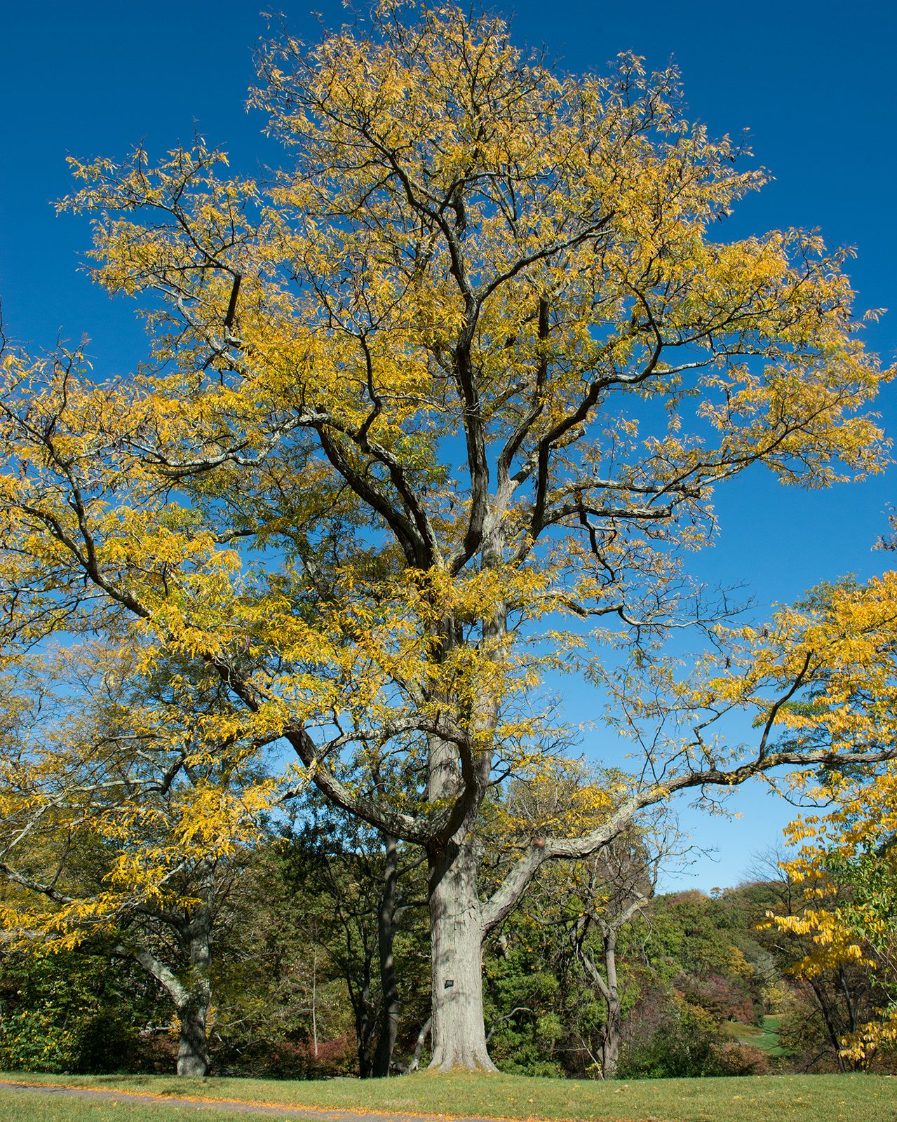 Honey Locust (Gleditsia triacanthos) plant