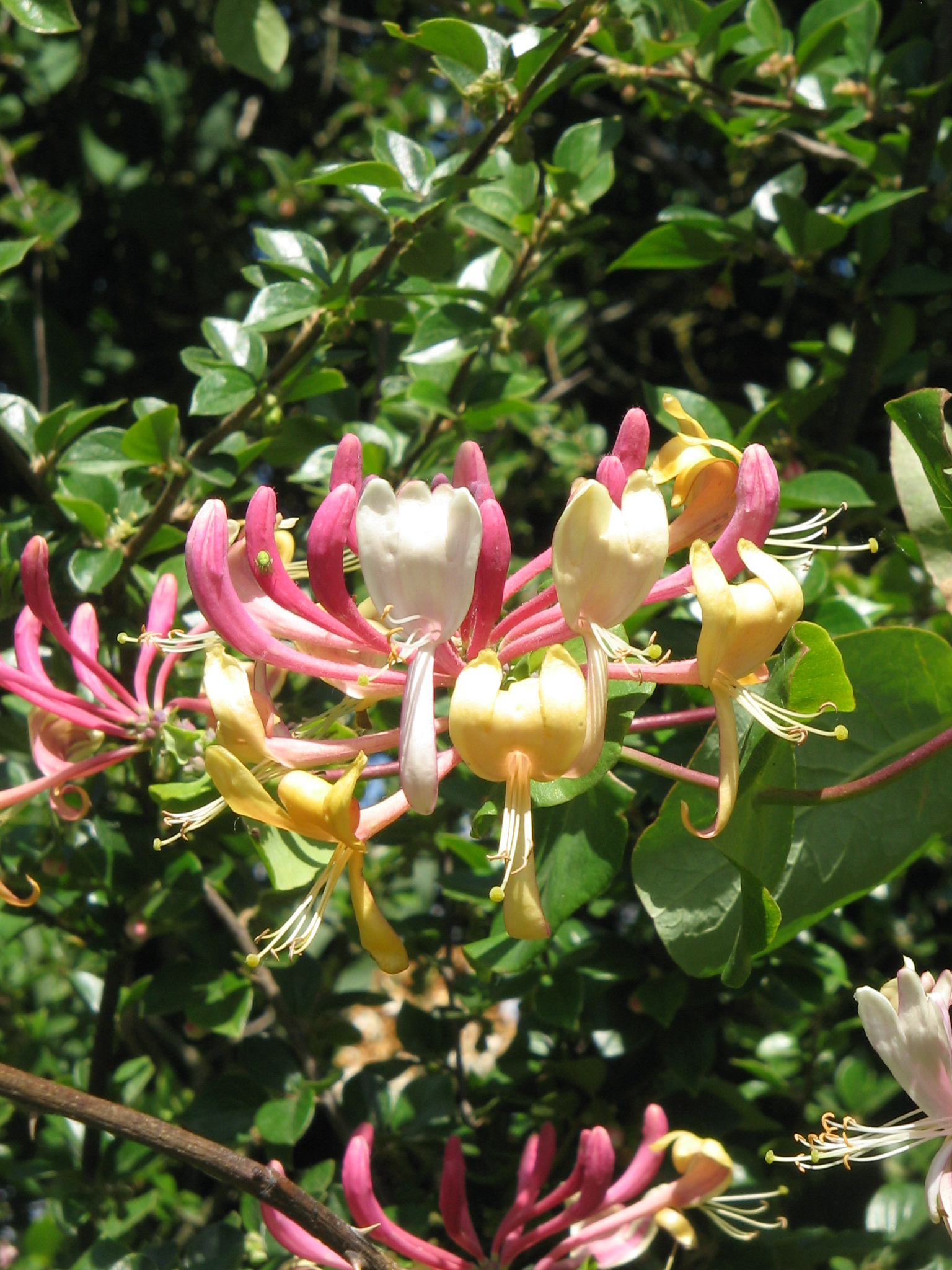 Honeysuckle (Lonicera spp.) plant