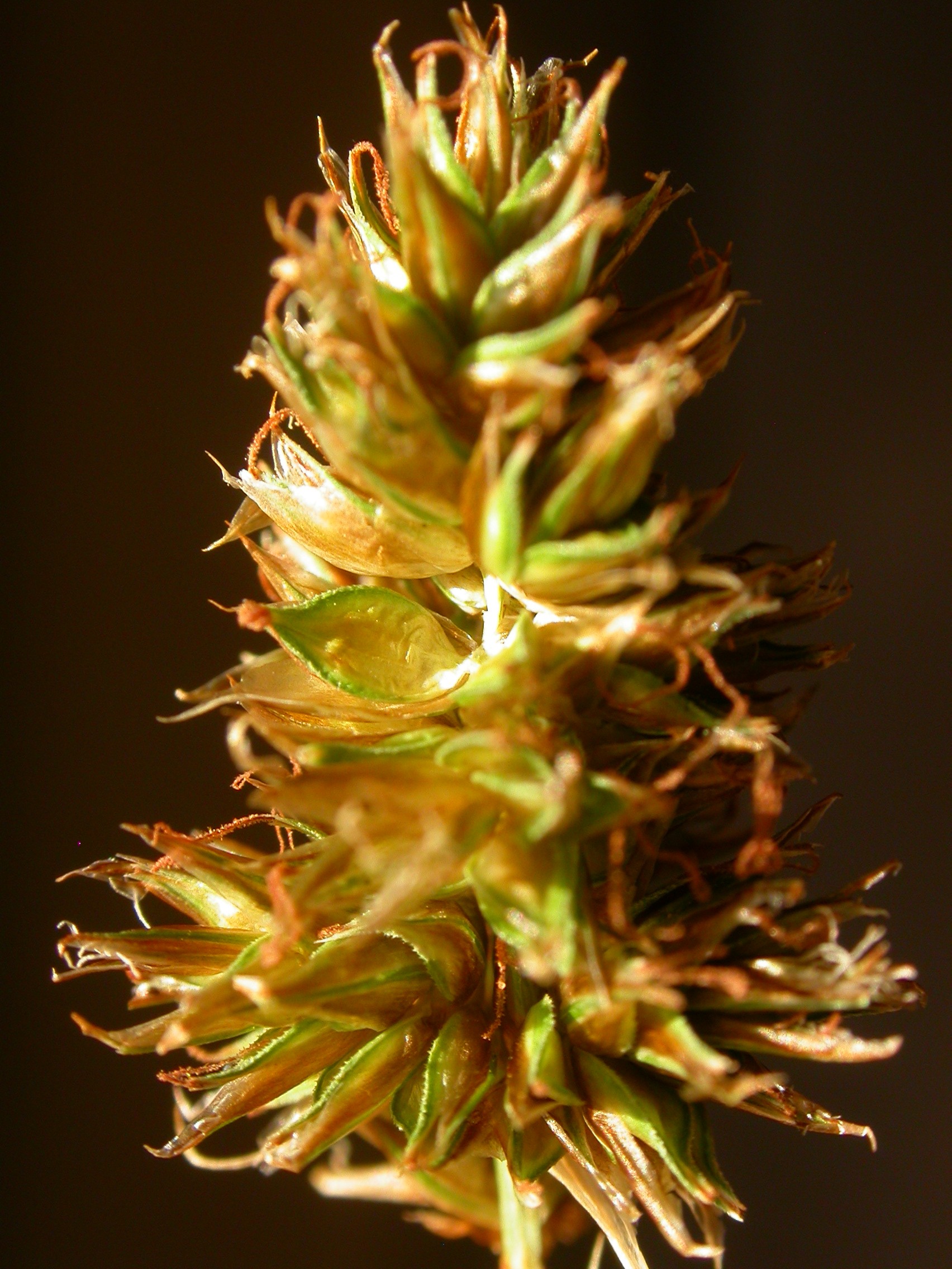 Hood's Sedge (Carex hoodii) plant