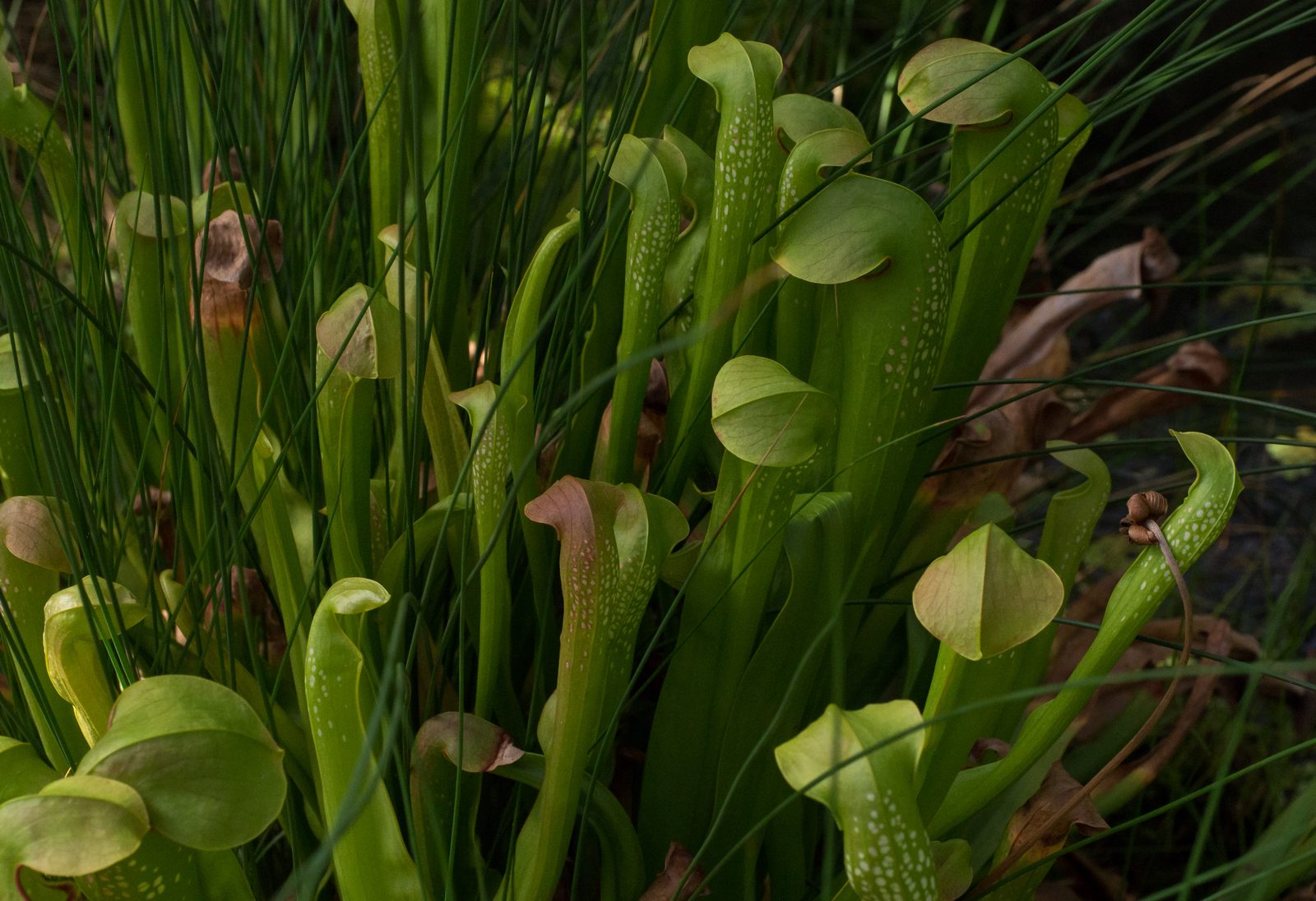 Hooded Pitcher Plant (Sarracenia minor) plant