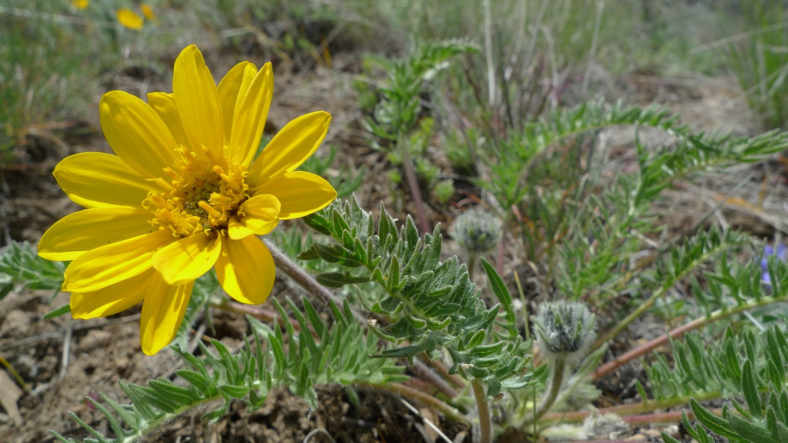 Hooker's Balsamroot (Balsamorhiza hookeri) plant