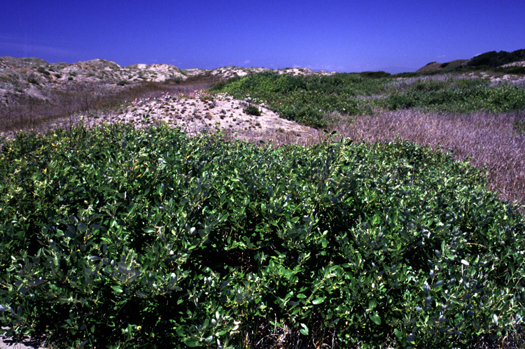 Hooker's Willow (Salix hookeriana) plant