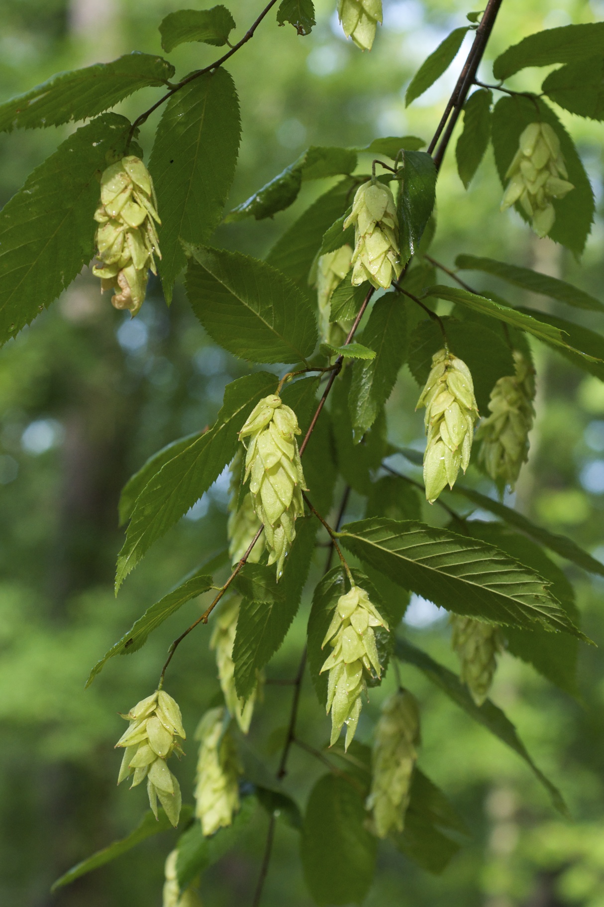 Hop Hornbeam (Ostrya virginiana) plant