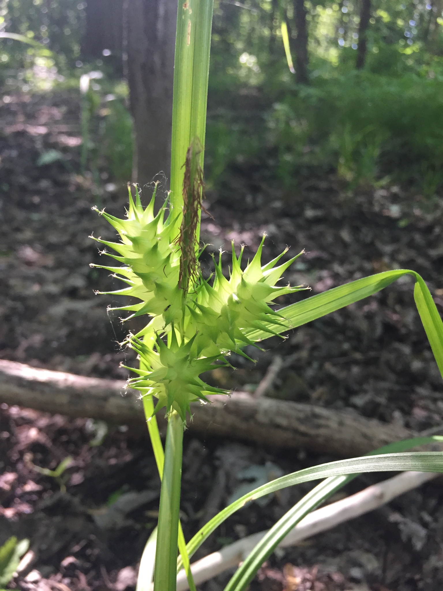 Hop Sedge (Carex lupulina) plant