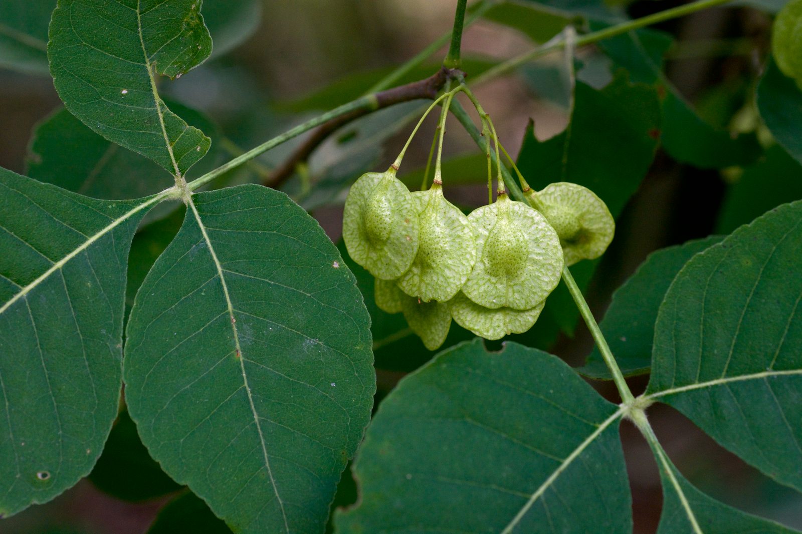 Hop Tree (Ptelea trifoliata) plant
