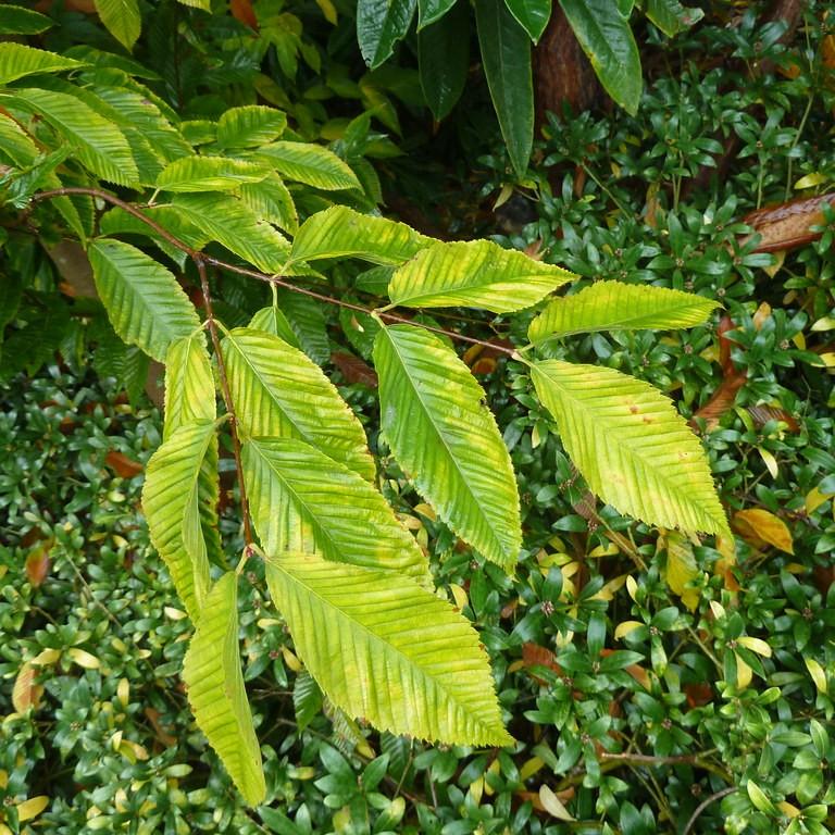 hornbeam maple (Acer carpinifolium) plant — close-up photo