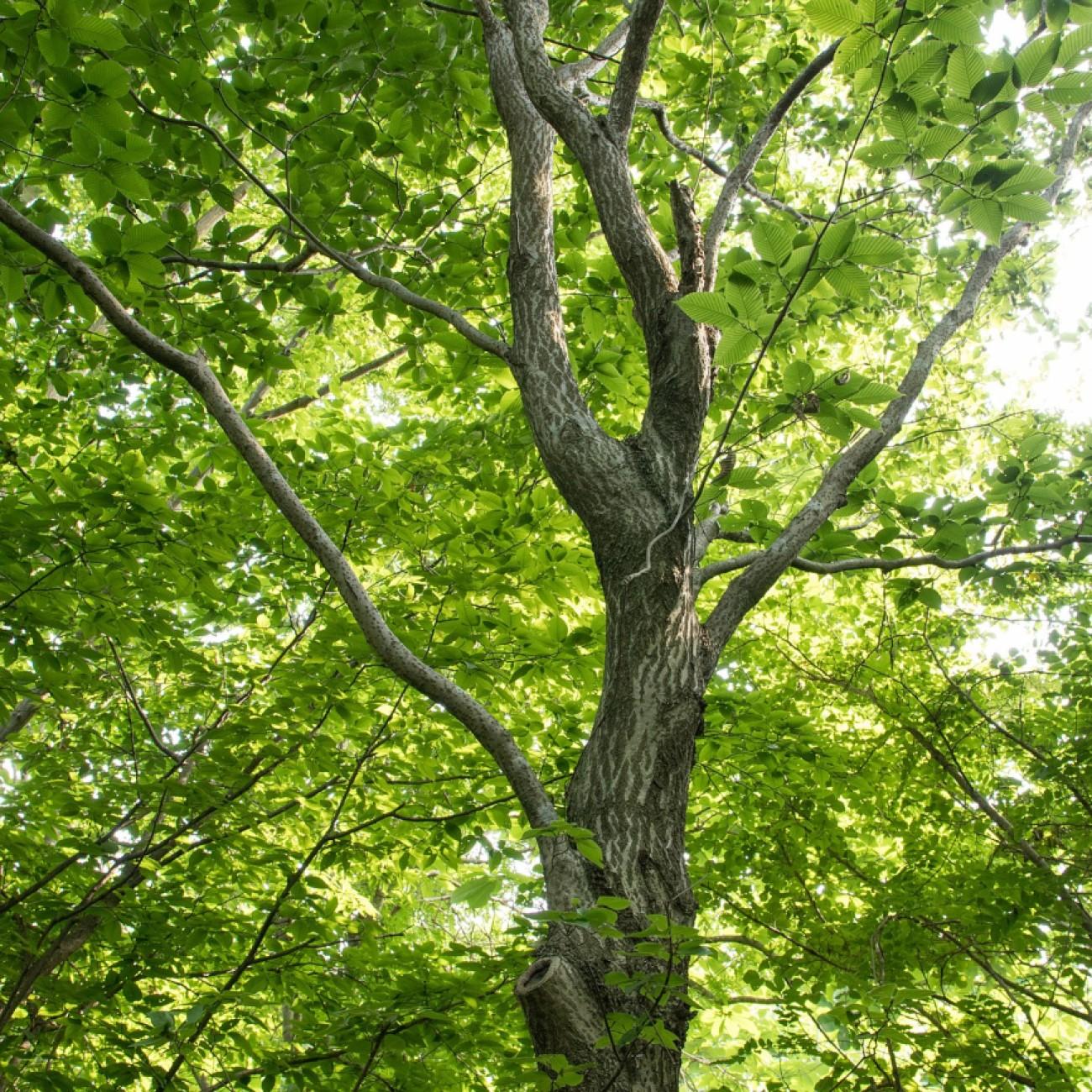 hornbeam (Carpinus cordata) plant — close-up photo