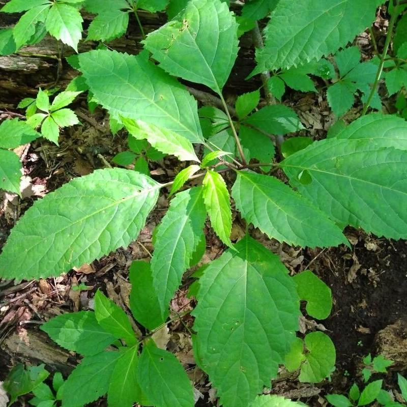 horse balm (Collinsonia canadensis) plant — close-up photo