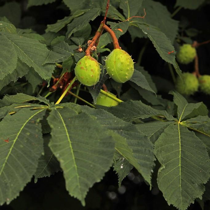 horse chestnut (Aesculus hippocastanum) plant — close-up photo
