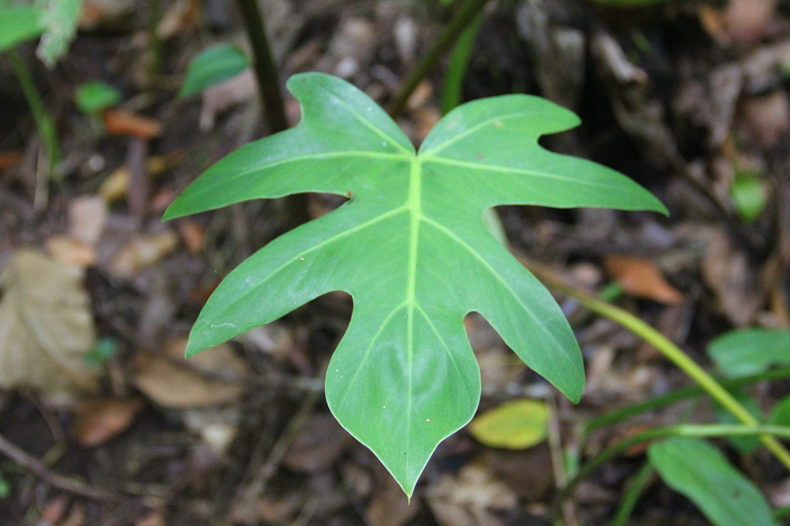 Horsehead Philodendron (Philodendron bipennifolium) plant