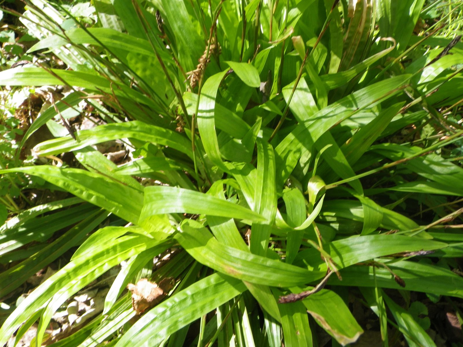 Host Sedge (Carex plantaginea) plant