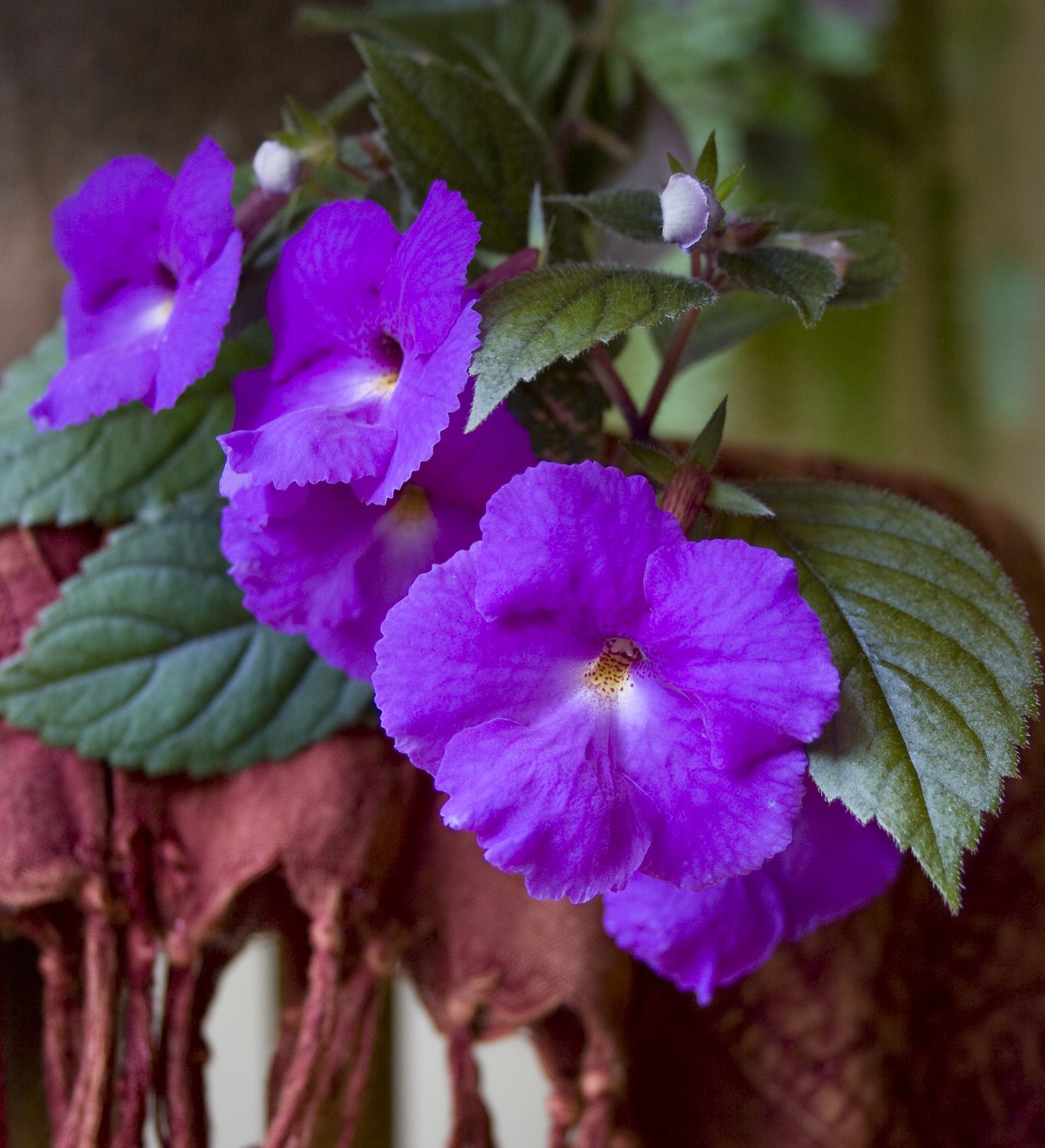 hot water plant (Achimenes (group)) plant — close-up photo