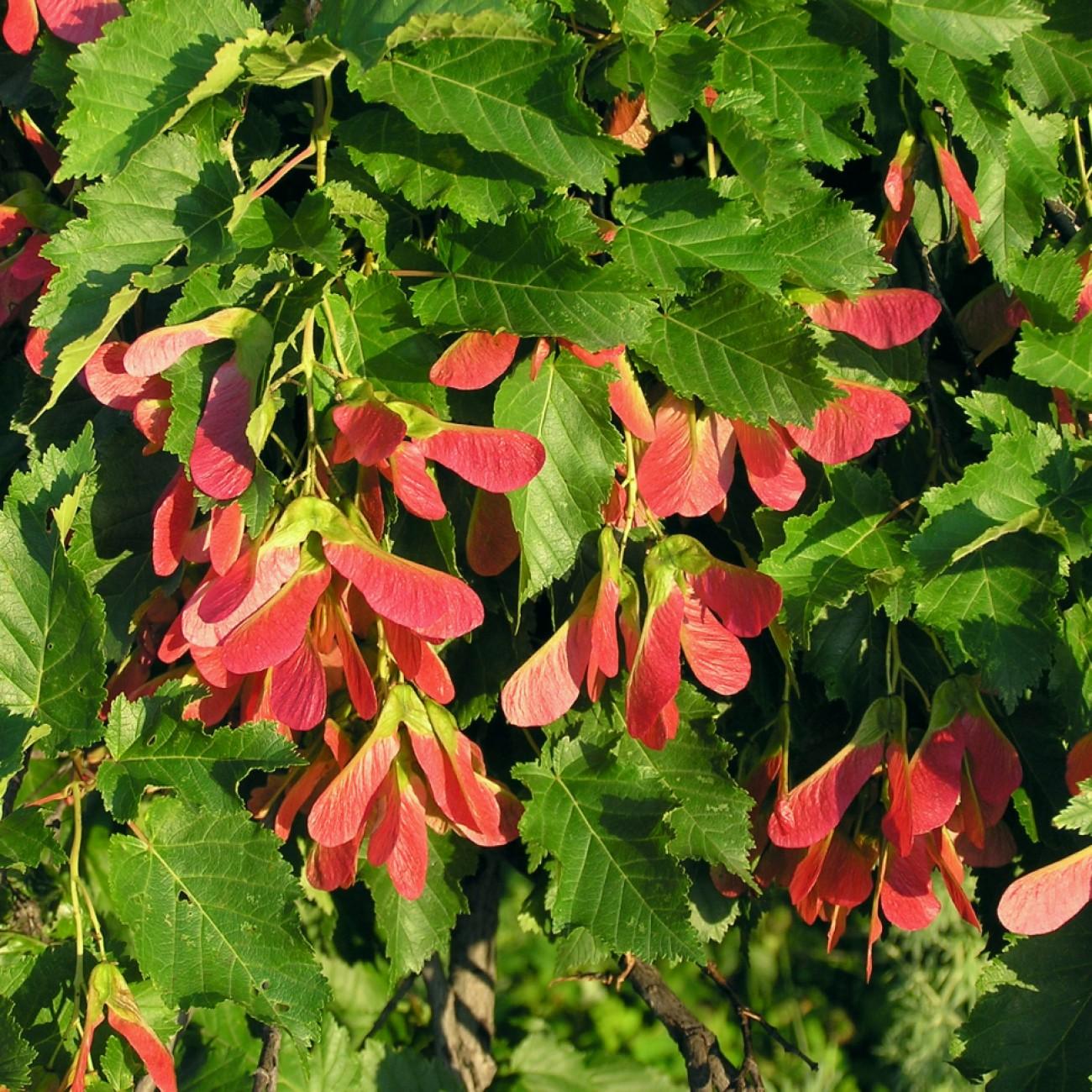 Hot Wings Tatarian Maple (Acer tataricum 'GarAnn') plant — close-up photo