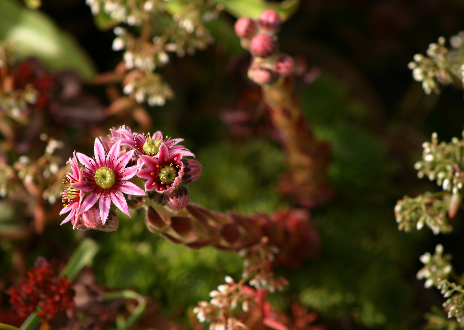 House Leek (Sempervivum tectorum) plant