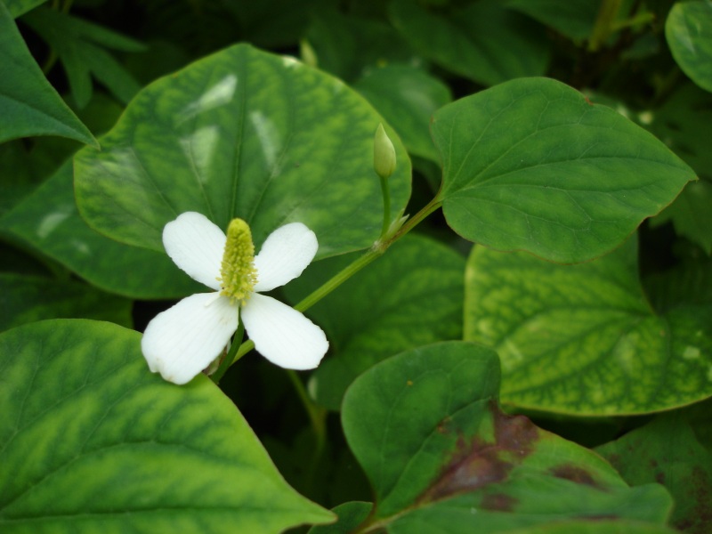 Houttuynia (Houttuynia cordata) plant