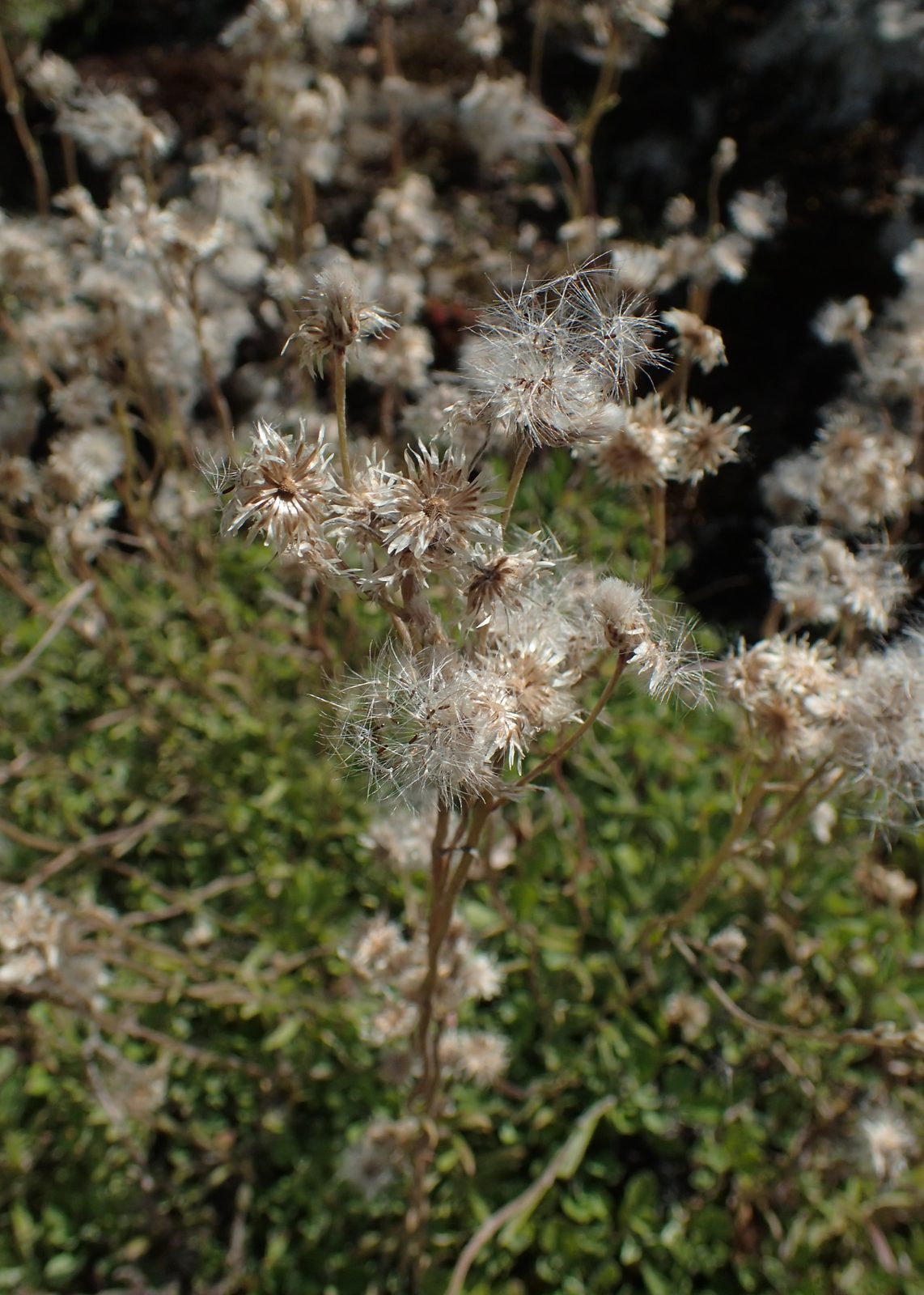 Howell's Pussytoes (Antennaria howellii) plant