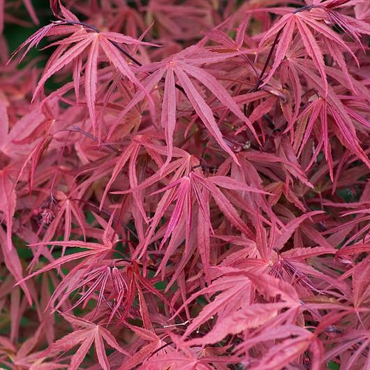 Hubb's Red Willow Japanese Maple (Acer palmatum 'Hubb's Red Willow') plant