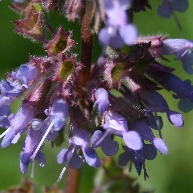 hummingbird's mint (Agastache 'Violet Vision') plant — close-up photo