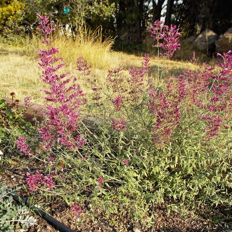 hummingbird's mint (Agastache cana) plant — close-up photo