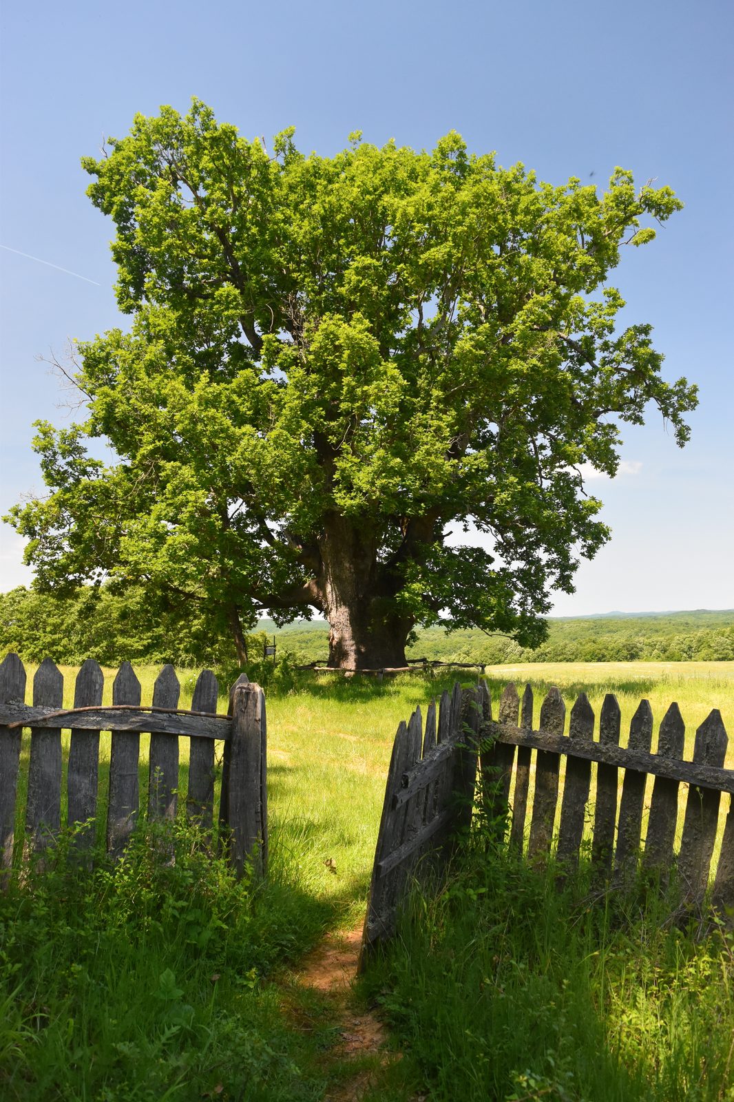 Hungarian Oak (Quercus frainetto) plant