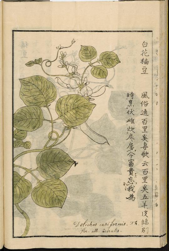 Hyacinth Bean (Lablab purpureus) plant