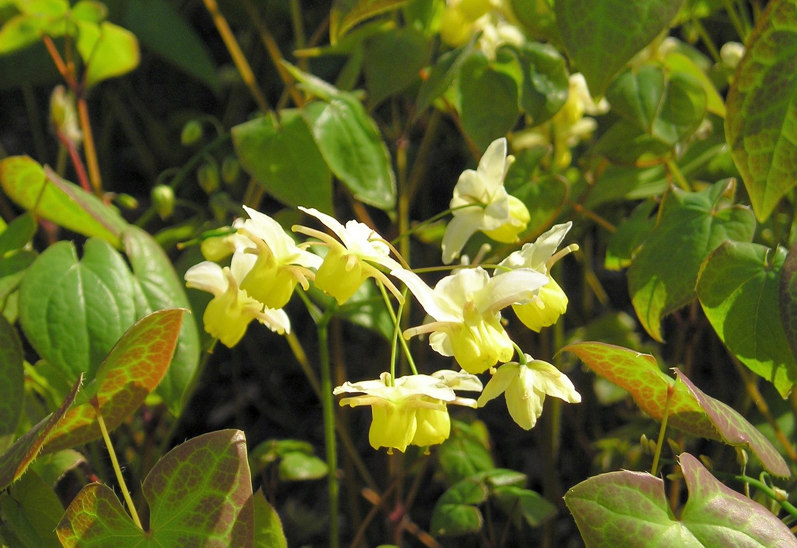 Hybrid Barrenwort (Epimedium × versicolor) plant