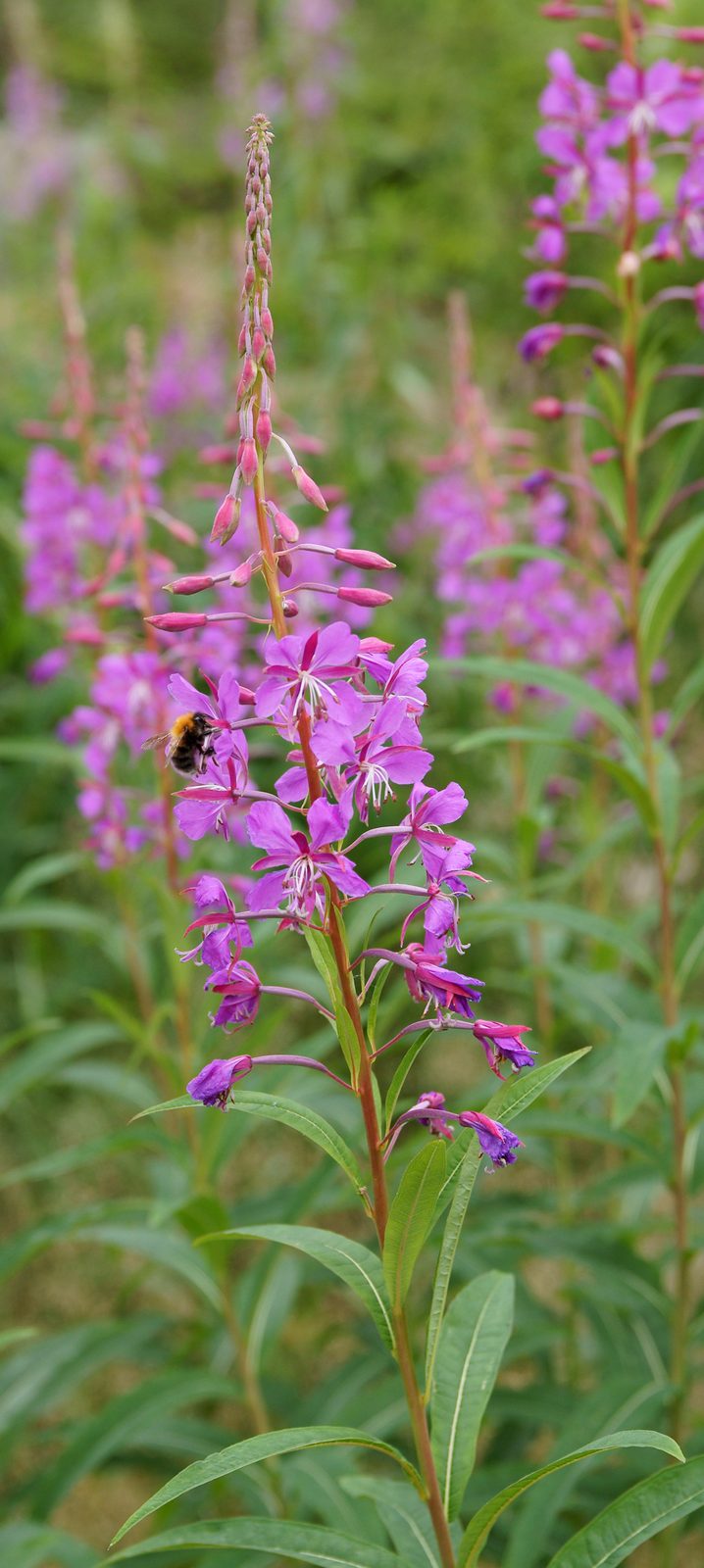 Hybrid Fireweed (Chamerion angustifolium 'Album' or interspecific Chamerion hybrids) plant
