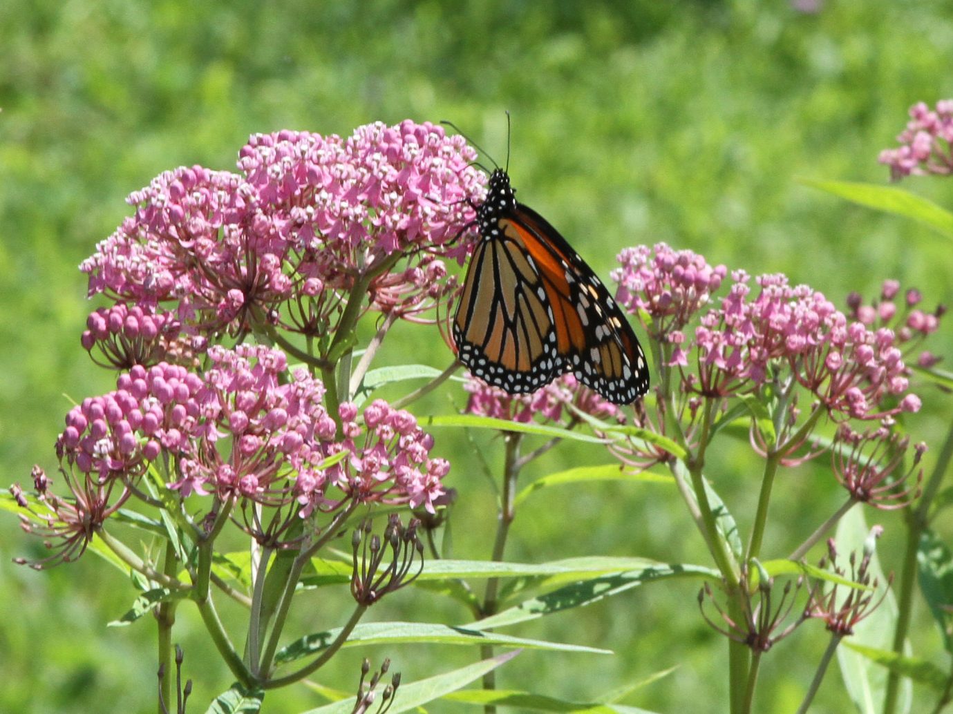 Hybrid Milkweed (Asclepias x hybrida) plant — close-up photo