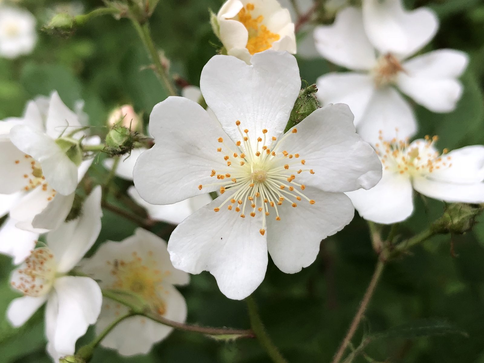 Hybrid Multiflora Rose (Rosa multiflora 'Hybrida') plant