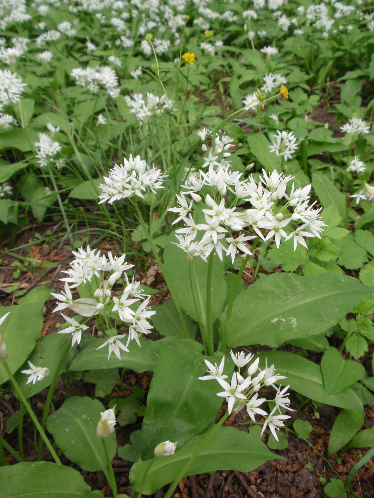 Hybrid Ornamental Onion (Allium × hybridum) plant