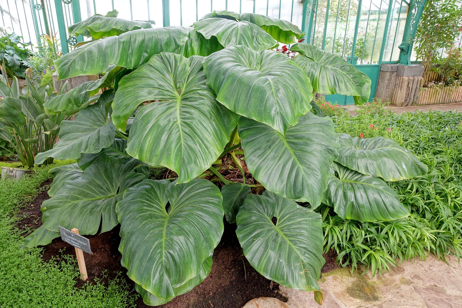 Hybrid Philodendron (Philodendron hybridum (group)) plant