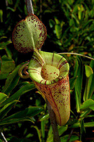 Hybrid Pitcher Plant (Nepenthes × hybrida) plant