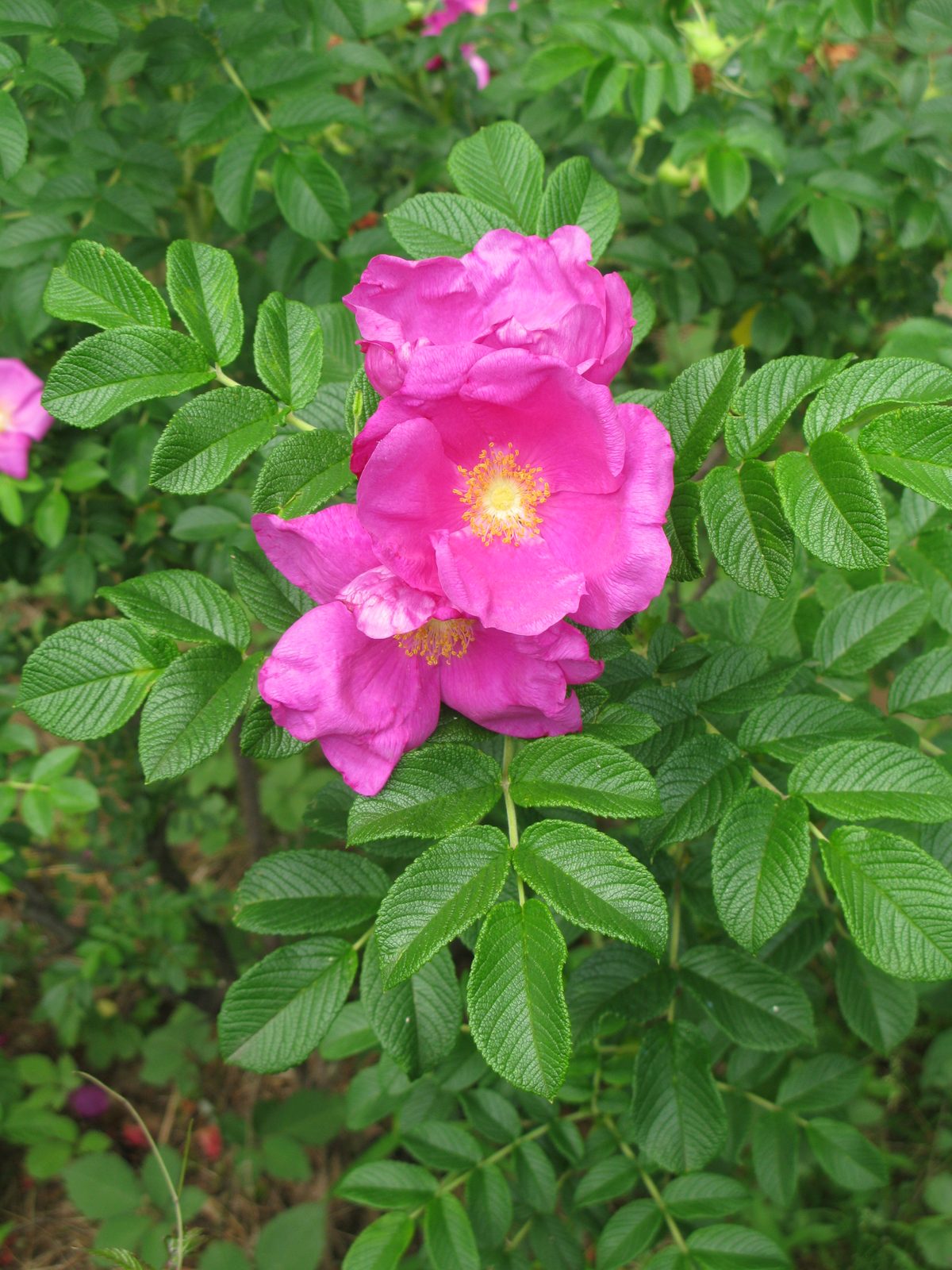 Hybrid Rugosa Rose (Rosa × rugosa hybrids) plant