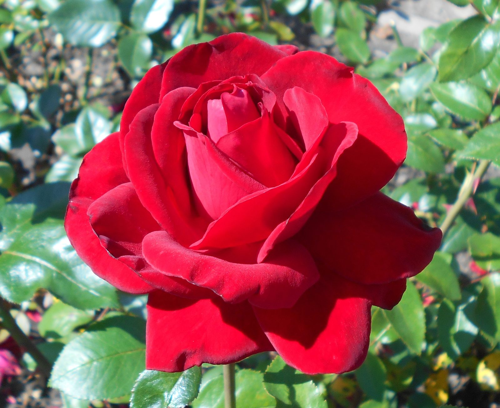 Hybrid Tea Rose (Rosa hybrida (Hybrid Tea Group)) plant
