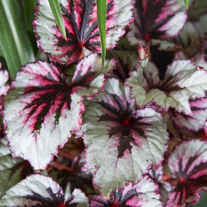 hybrid tuberous begonia (Begonia tuberhybrida 'Jurassic Pink Splash') plant — close-up photo