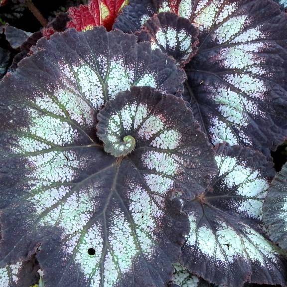 hybrid tuberous begonia (Begonia tuberhybrida 'Jurassic Silver Swirl') plant — close-up photo