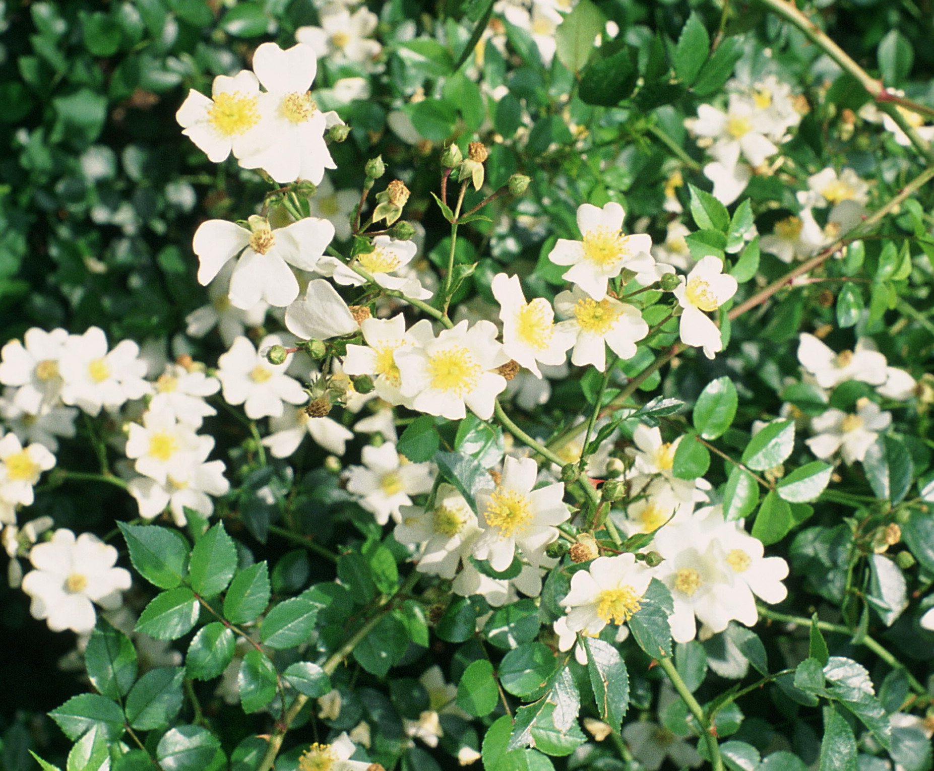 Hybrid Wichurana Rose (Rosa × wichurana) plant
