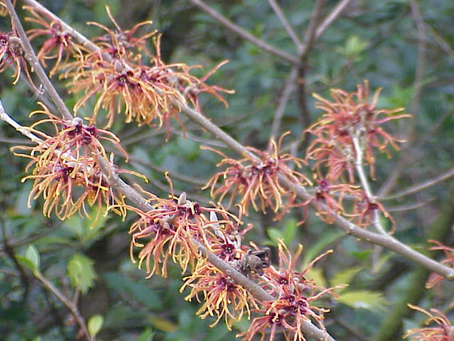 Hybrid Witch Hazel (Hamamelis × intermedia) plant