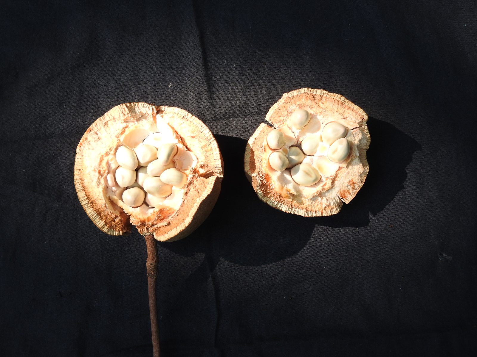 Hydnocarpus (Hydnocarpus spp.) plant