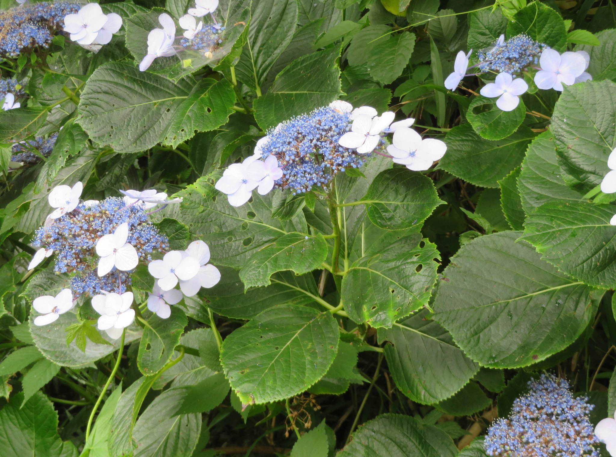 Hydrangea (Hydrangea macrophylla) plant