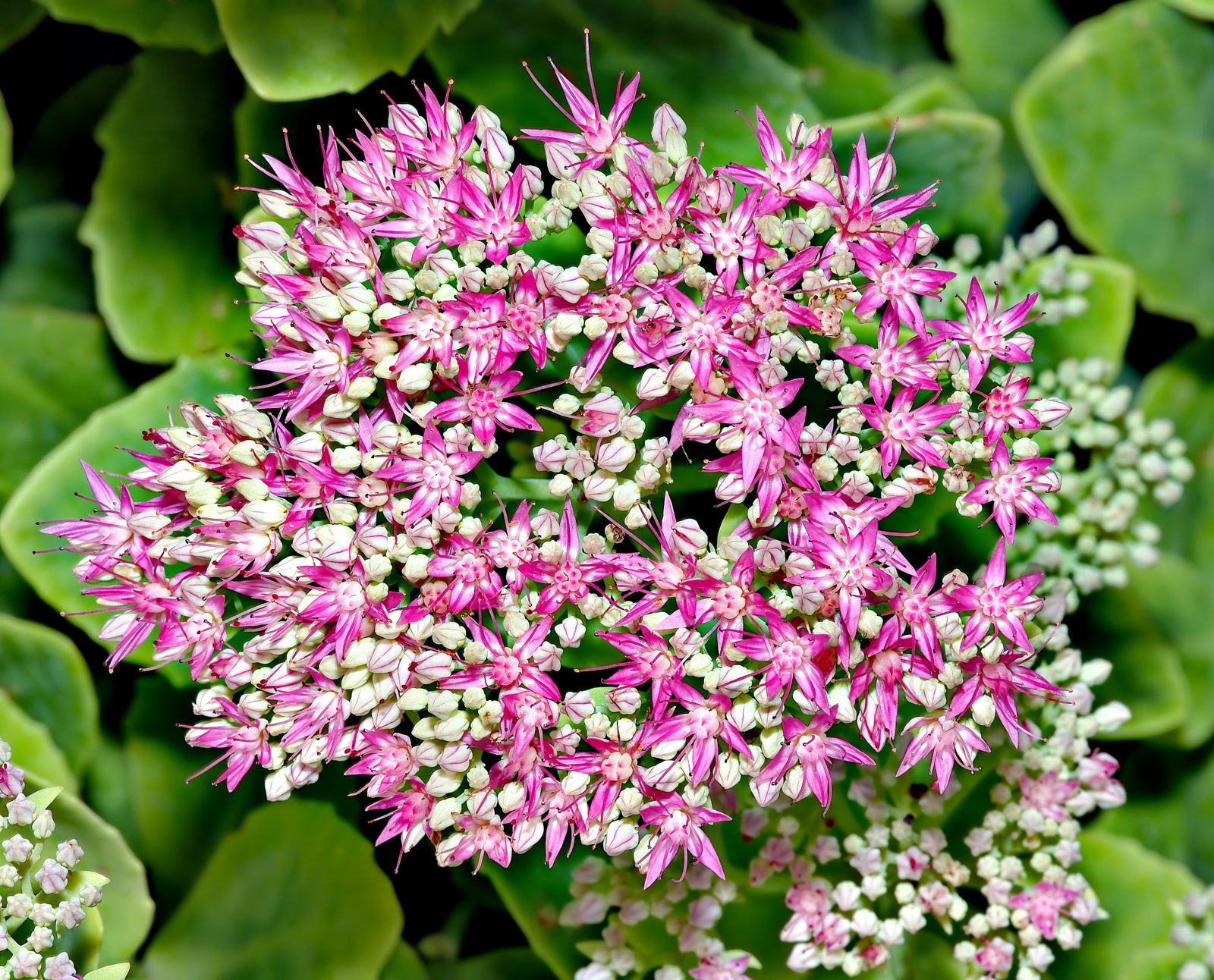 Hylotelephium (Hylotelephium spp.) plant