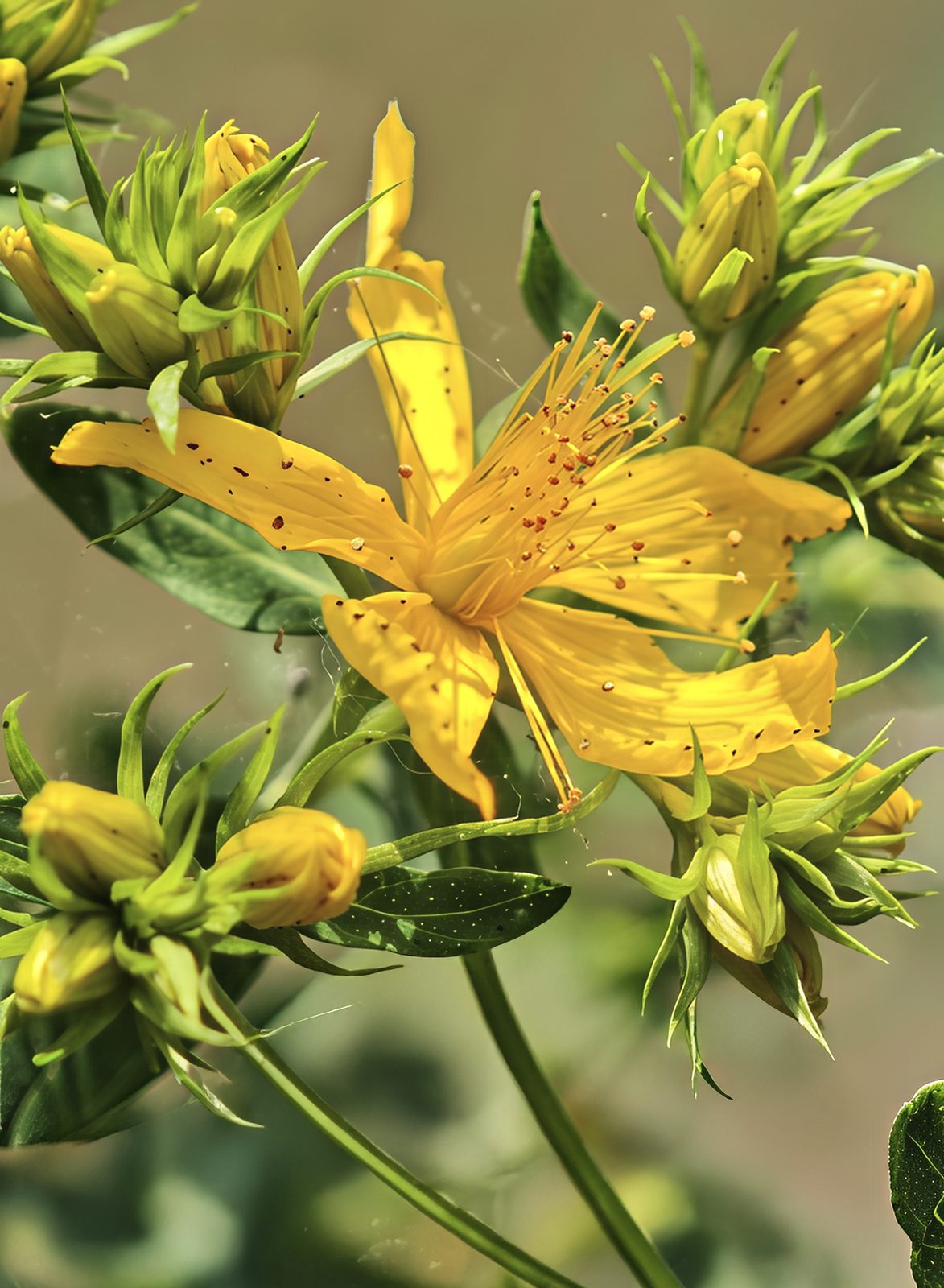 St. John's Wort (Hypericum perforatum) plant