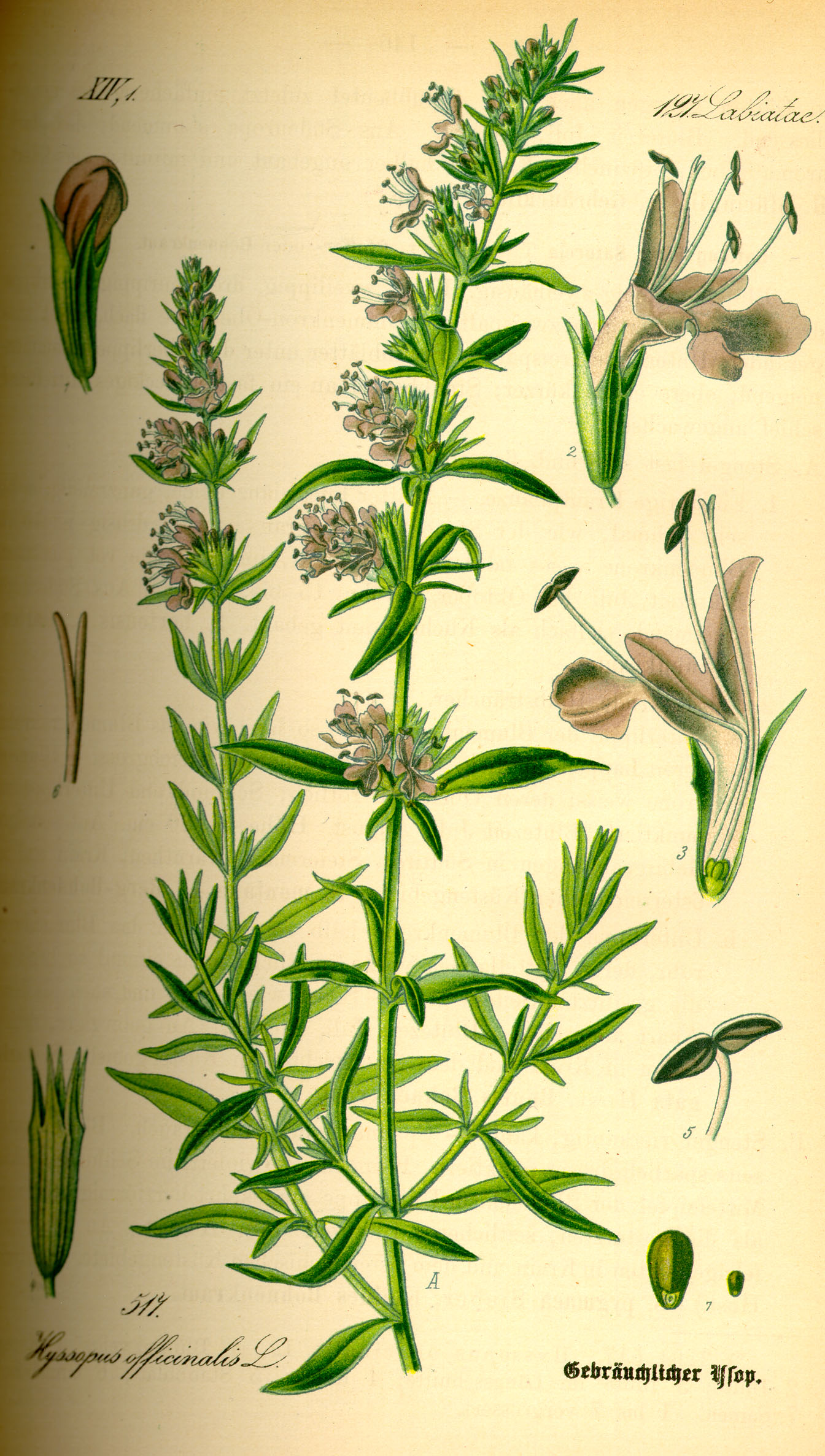 Hyssop (Hyssopus officinalis) plant