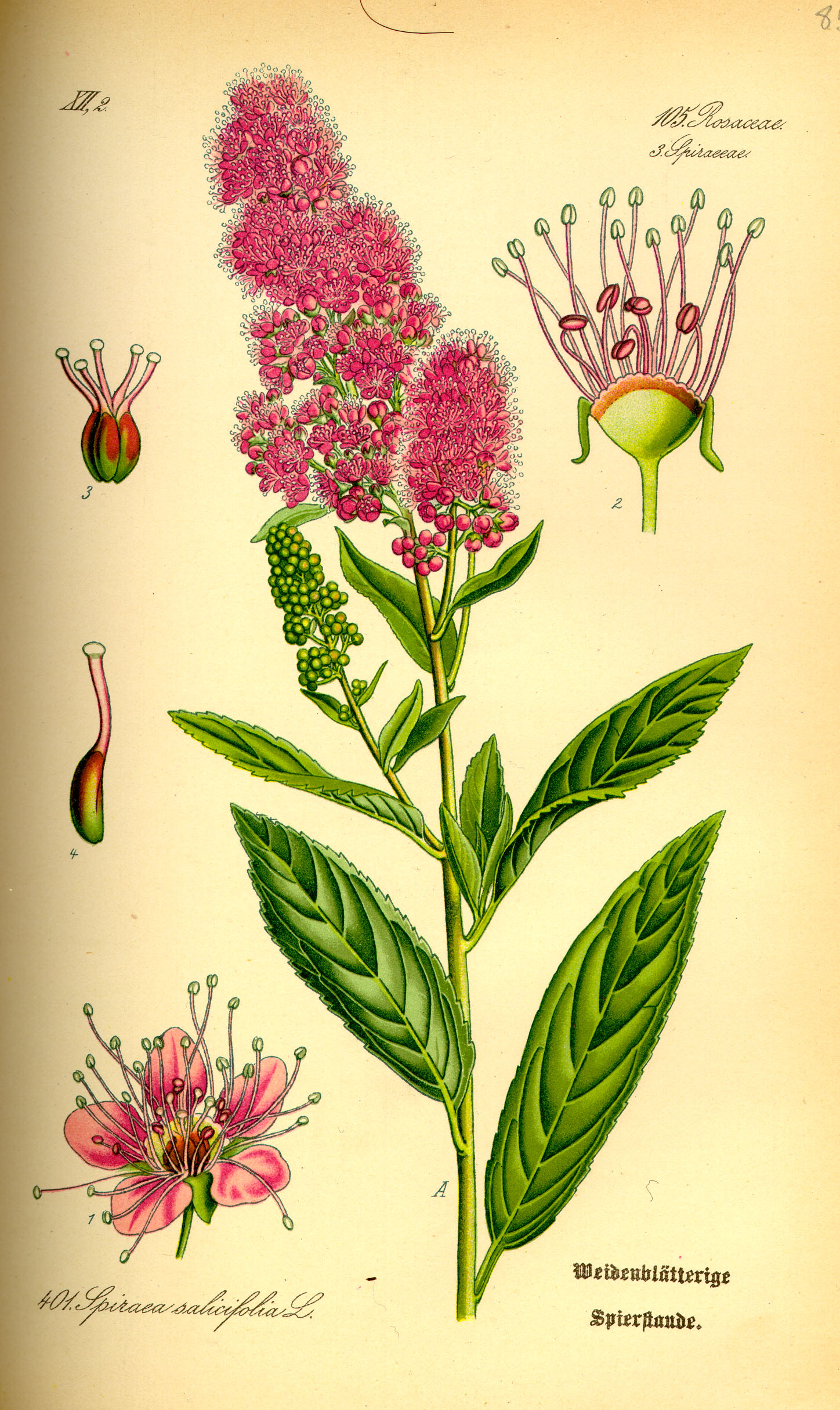 Iberian Spirea (Spiraea hypericifolia) plant