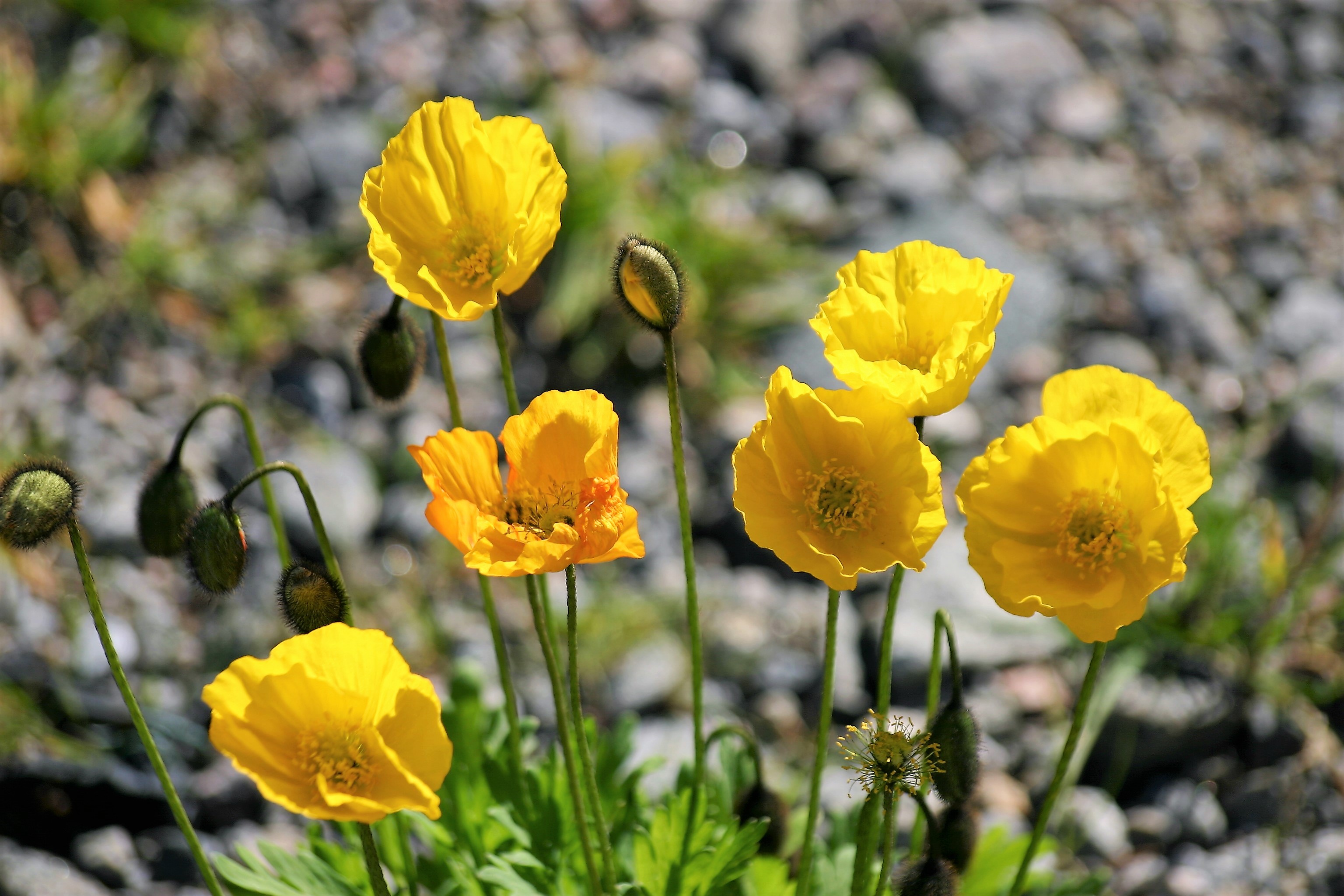 Icelandic Poppy (Papaver nudicaule) plant